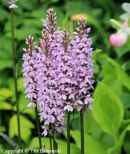 Maariankämmekkä - jungfru marie nycklar - Dactylorhiza maculata